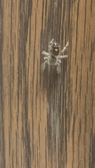 Phidippus audax