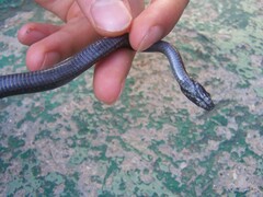 Zamenis longissimus