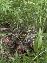 Terrapene carolina
