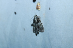 Acronicta