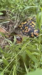 Terrapene carolina