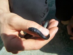 Zamenis longissimus