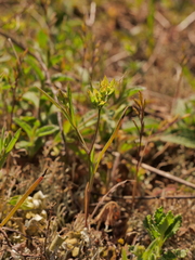 Bupleurum baldense