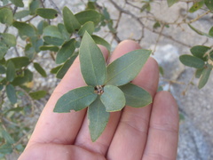 Quercus toumeyi