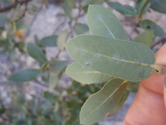 Quercus toumeyi