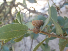 Quercus toumeyi