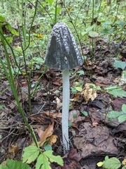 Coprinopsis picacea