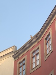 Larus
