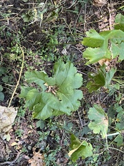 Darmera peltata