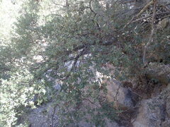 Quercus toumeyi