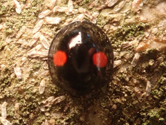 Chilocorus renipustulatus