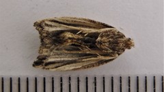 Archips strianus