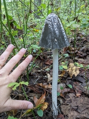 Coprinopsis picacea