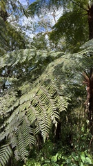 Alsophila odonelliana