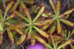 Drosera hilaris
