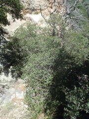 Quercus toumeyi