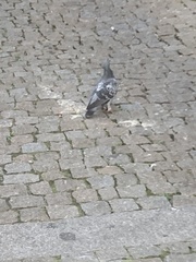 Columba livia domestica