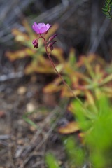 Drosera hilaris