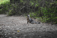 Urocyon cinereoargenteus townsendi