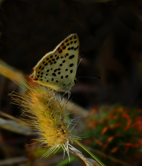 Lycaena bleusei