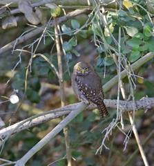 Glaucidium nana