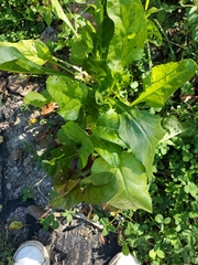 Beta vulgaris