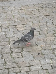 Columba livia domestica