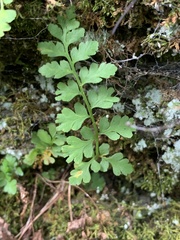 Cryptogramma stelleri
