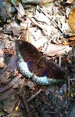 Lexias pardalis dirteana