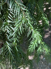 Taxus baccata