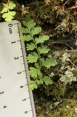 Cryptogramma stelleri