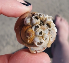 Amphibalanus venustus