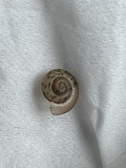 Polygyra cereolus
