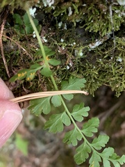 Cryptogramma stelleri