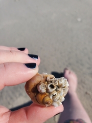 Amphibalanus venustus