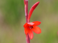 Watsonia stenosiphon