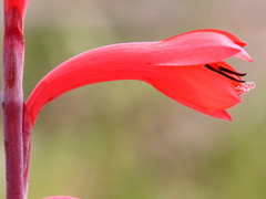 Watsonia stenosiphon