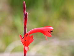 Watsonia stenosiphon