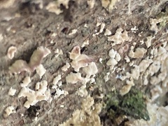 Aleurodiscus oakesii