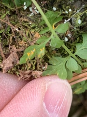 Cryptogramma stelleri