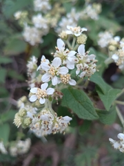 Montanoa tomentosa