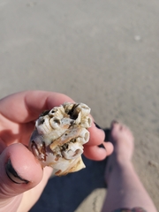 Amphibalanus venustus