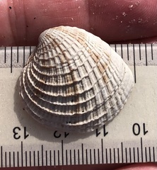 Chione elevata