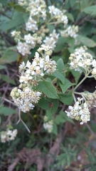 Montanoa tomentosa