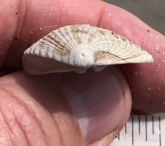 Chione elevata