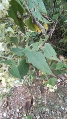 Montanoa tomentosa