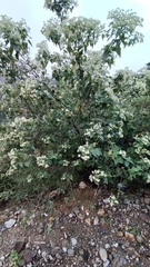 Montanoa tomentosa