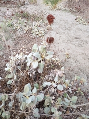 Eriogonum latifolium