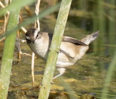 Acrocephalus melanopogon