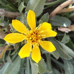 Grindelia hallii